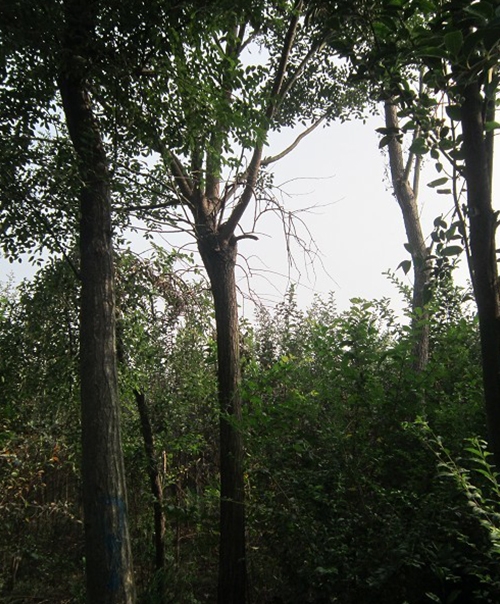香蕉视频三级基地