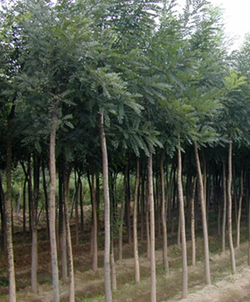 香蕉视频三级批发