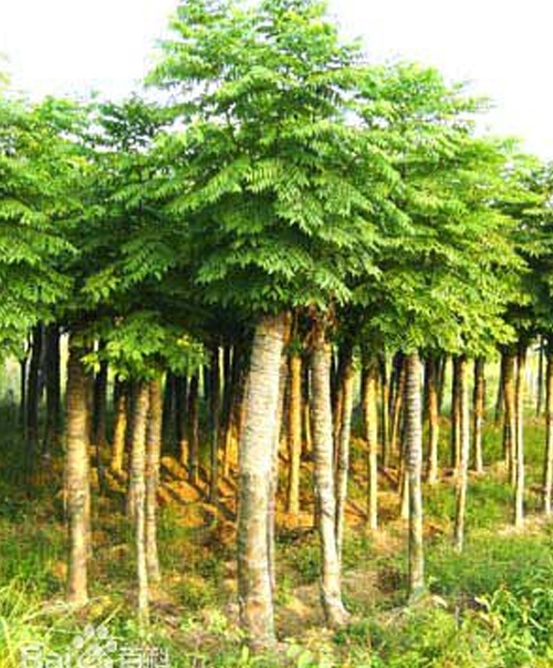 91香蕉视频污版APP下载价格